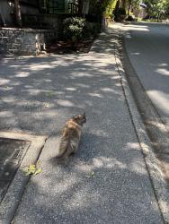 Found/Stray Unknown Cat last seen David ave, Coquitlam, BC V3E 3S4