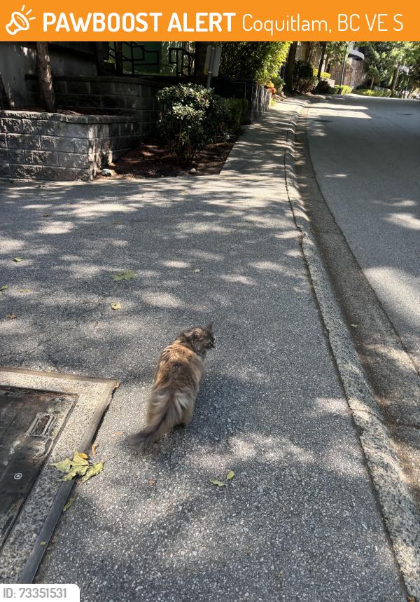 Found/Stray Unknown Cat last seen David ave, Coquitlam, BC V3E 3S4