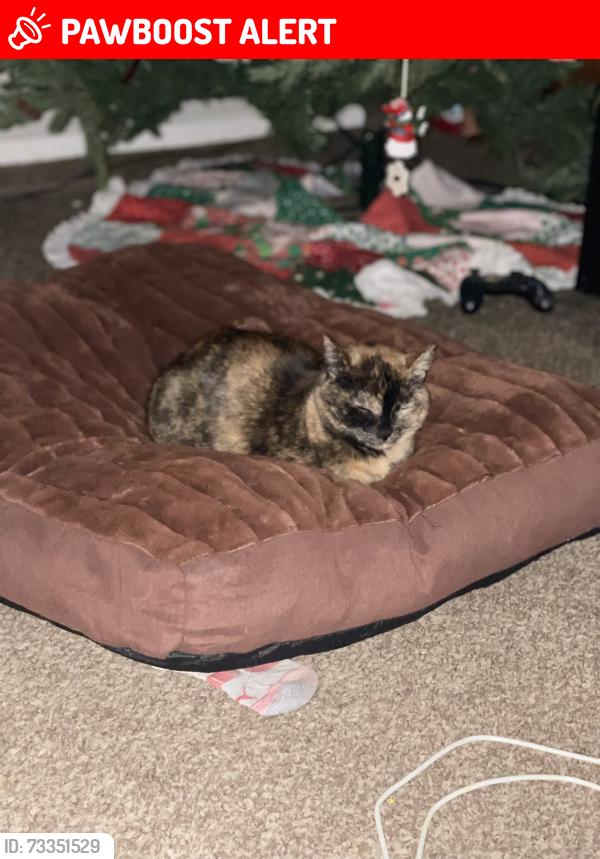 Lost Female Cat last seen Allegheny and Split rock drive, Colorado Springs, CO 80919