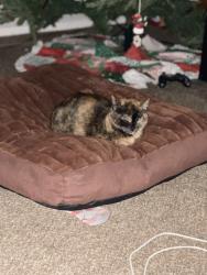 Lost Female Cat last seen Allegheny and Split rock drive, Colorado Springs, CO 80919