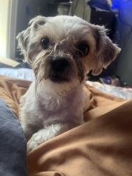 Lost Male Dog last seen 487e 49st, Brooklyn, NY 11203