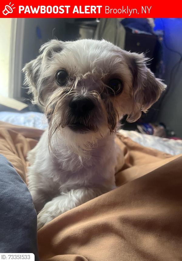 Lost Male Dog last seen 487e 49st, Brooklyn, NY 11203