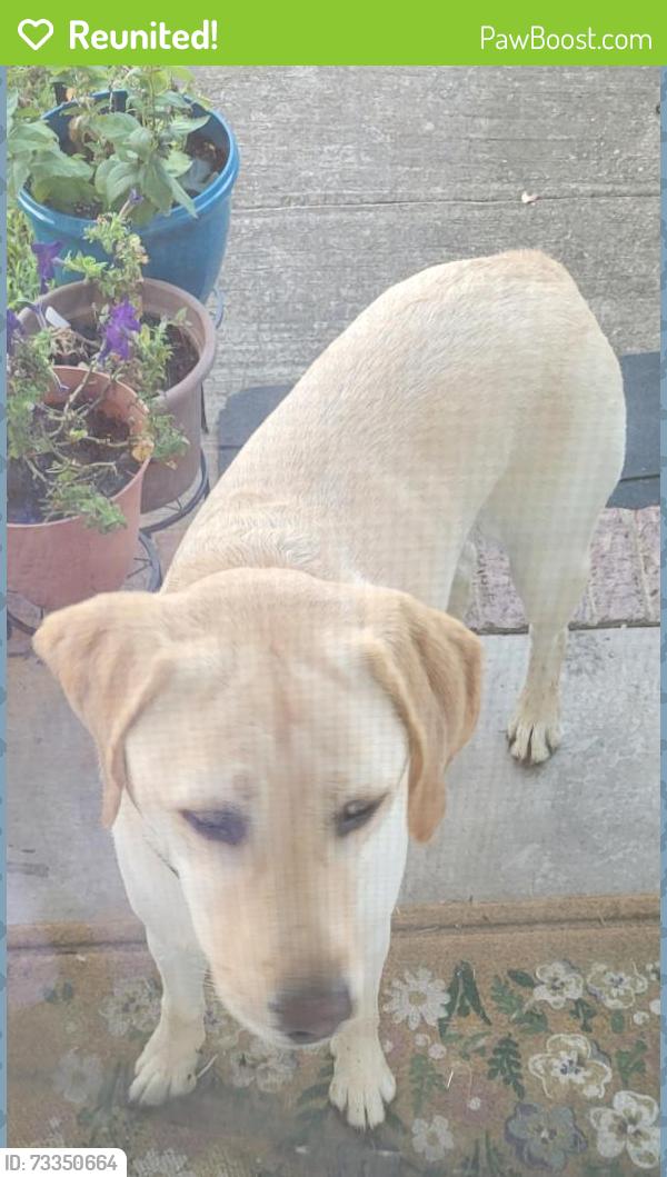 Reunited Male Dog last seen Templeton Dr Roebuck SC, Spartanburg County, SC 29306