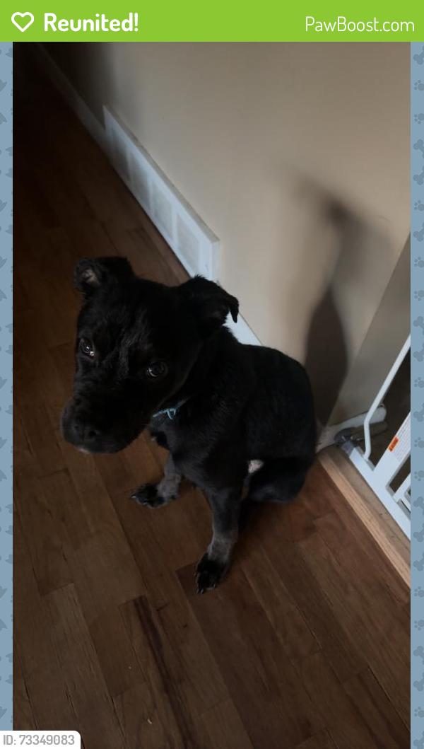 Reunited Male Dog last seen Near N Linden Rd, Flint, MI 48504, USA, Flint, MI 48504