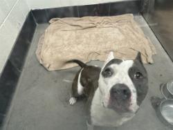Shelter Stray Female Dog last seen 34ST/ALMERIA RD, 5501 E Van Buren St, Phoenix, AZ 85008, USA
