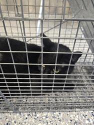 Shelter Stray Unknown Cat last seen CHAMBERS AND 99TH, 12155 Park Blvd, Brighton, CO 80601, USA