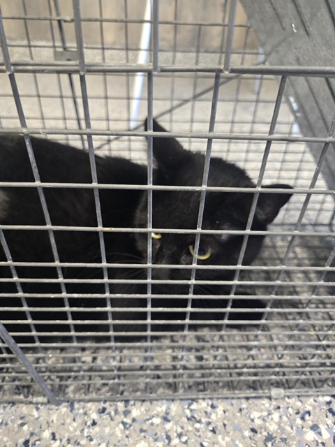 Shelter Stray Unknown Cat last seen CHAMBERS AND 99TH, 12155 Park Blvd, Brighton, CO 80601, USA