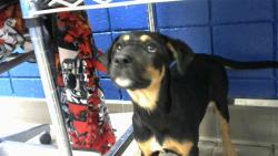 Shelter Stray Female Dog last seen Near BLOCK 2ND ST SW, 8920 Lomas Blvd NE, Albuquerque, NM 87112, USA