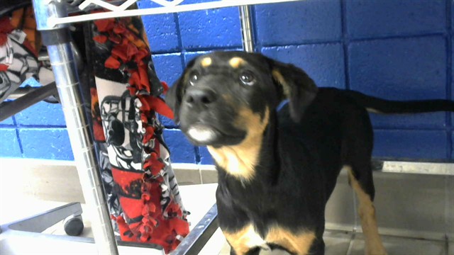 Shelter Stray Female Dog last seen Near BLOCK 2ND ST SW, 8920 Lomas Blvd NE, Albuquerque, NM 87112, USA