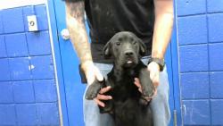 Shelter Stray Male Dog last seen Near BLOCK 2ND ST SW, 8920 Lomas Blvd NE, Albuquerque, NM 87112, USA