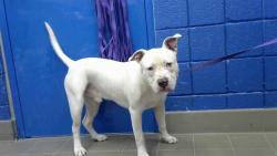 Shelter Stray Male Dog last seen JUAN TABO AND LOMAS, 8920 Lomas Blvd NE, Albuquerque, NM 87112, USA