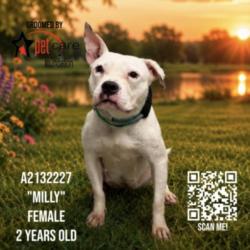 Shelter Stray Female Dog last seen , 3201 Lacy St, Los Angeles, CA 90031, USA