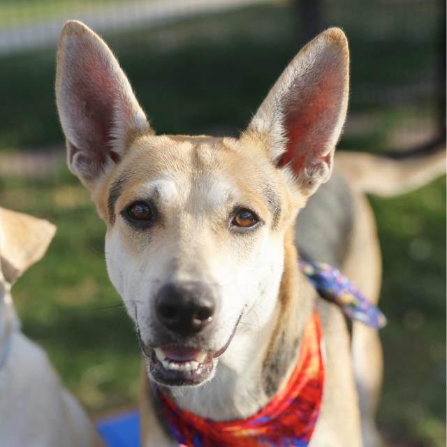 Shelter Stray Female Dog last seen WOODLAWN LAKE CRUNCH FITNESS, 4710 TX-151, San Antonio, TX 78227, USA