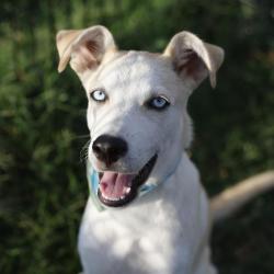 Shelter Stray Male Dog last seen WOODLAWN LAKE CRUNCH FITNESS, 4710 TX-151, San Antonio, TX 78227, USA