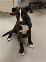 Shelter Stray Female Dog last seen Near BLOCK TAVA LN, HEMET CA 92544, 581 S Grand Ave, San Jacinto, CA 92582, USA