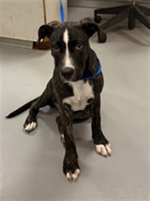 Shelter Stray Female Dog last seen Near BLOCK TAVA LN, HEMET CA 92544, 581 S Grand Ave, San Jacinto, CA 92582, USA
