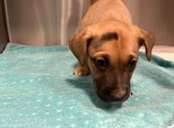 Shelter Stray Male Dog last seen WALNUT AVE/YALE AVE, 92604, 6443 Oak Canyon, Irvine, CA 92618, USA