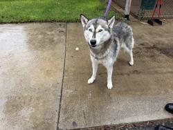 Shelter Stray Female Dog last seen WALNUT/YALE, 6443 Oak Canyon, Irvine, CA 92618, USA