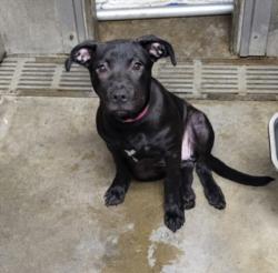 Shelter Stray Female Dog last seen , 14409 Vanowen St, Van Nuys, CA 91405, USA