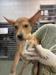 Shelter Stray Male Dog last seen Near BLOCK ASH ST, SANTA FE, 100 Caja Del Rio Rd, Santa Fe, NM 87507, USA