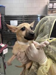 Shelter Stray Female Dog last seen Near BLOCK ASH ST, SANTA FE, 100 Caja Del Rio Rd, Santa Fe, NM 87507, USA