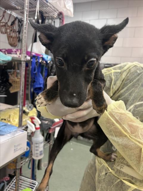 Shelter Stray Female Dog last seen Near BLOCK ASH ST, SANTA FE, 100 Caja Del Rio Rd, Santa Fe, NM 87507, USA