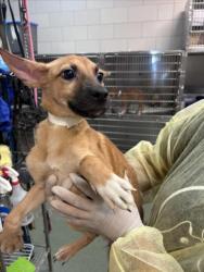Shelter Stray Female Dog last seen Near BLOCK ASH ST, SANTA FE, 100 Caja Del Rio Rd, Santa Fe, NM 87507, USA