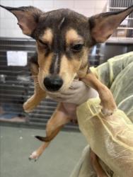 Shelter Stray Female Dog last seen Near BLOCK ASH ST, SANTA FE, 100 Caja Del Rio Rd, Santa Fe, NM 87507, USA