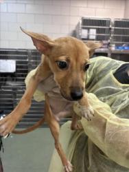 Shelter Stray Female Dog last seen Near BLOCK ASH ST, SANTA FE, 100 Caja Del Rio Rd, Santa Fe, NM 87507, USA