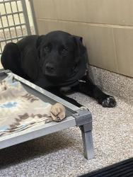 Shelter Stray Female Dog last seen Near BLOCK JEFFERSON ST, PUEBLO CO 81004, 4600 Eagleridge Pl, Pueblo, CO 81008, USA