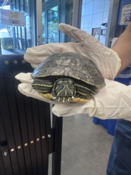 Shelter Stray Female Other last seen , West Valley Animal Shelter, 20655 Plummer St, Chatsworth, CA 91311, USA