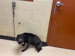 Shelter Stray Female Dog last seen 30TH AND MEINECKE, 3839 W Burnham St, West Milwaukee, WI 53215, USA