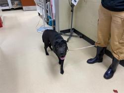 Shelter Stray Female Dog last seen 30TH AND MEINECKE, 3839 W Burnham St, West Milwaukee, WI 53215, USA