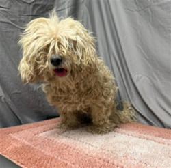 Shelter Stray Female Dog last seen , 38550 Sierra Hwy, Palmdale, CA 93550, USA