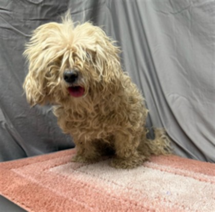 Shelter Stray Female Dog last seen , 38550 Sierra Hwy, Palmdale, CA 93550, USA