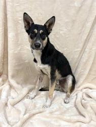 Shelter Stray Male Dog last seen , 38550 Sierra Hwy, Palmdale, CA 93550, USA