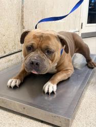 Shelter Stray Male Dog last seen LINCOLN AVE / MADISON AVE, RIVERSIDE CA, 6851 Van Buren Boulevard, Jurupa Valley, CA 92509, USA