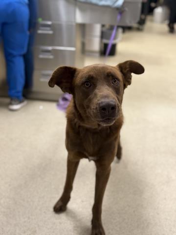 Shelter Stray Male Dog last seen RED OAK DR/ JAYHAWK DR, RIVERSIDE, 6851 Van Buren Boulevard, Jurupa Valley, CA 92509, USA