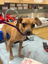 Shelter Stray Female Dog last seen PALM AVE/ DEWEY ST, RIVERSIDE CA, 6851 Van Buren Boulevard, Jurupa Valley, CA 92509, USA