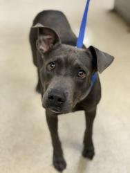 Shelter Stray Male Dog last seen PALM AVE/ DEWEY ST, RIVERSIDE CA, 6851 Van Buren Boulevard, Jurupa Valley, CA 92509, USA