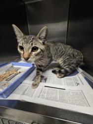 Shelter Stray Male Cat last seen , 11361 W Pico Blvd, Los Angeles, CA 90064, USA