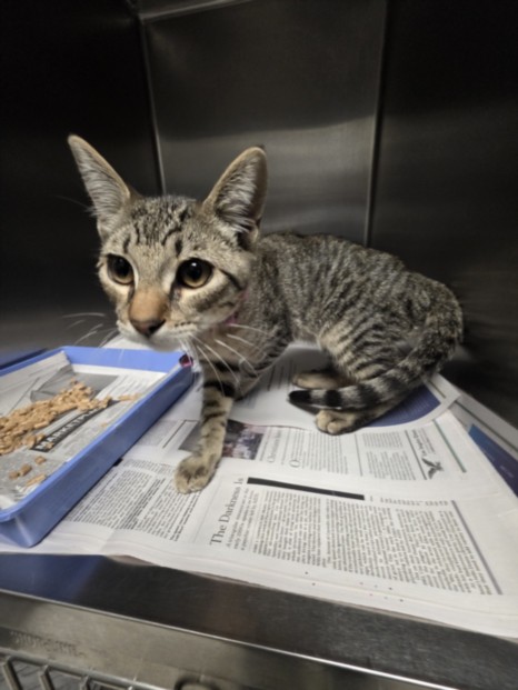 Shelter Stray Male Cat last seen , 11361 W Pico Blvd, Los Angeles, CA 90064, USA