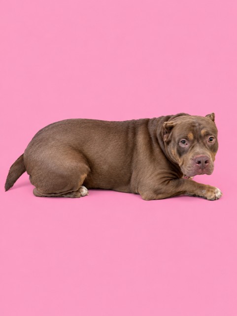 Shelter Stray Female Dog last seen W 16 AVE AND 49 ST, 3599 NW 79th Ave, Doral, FL 33122, USA
