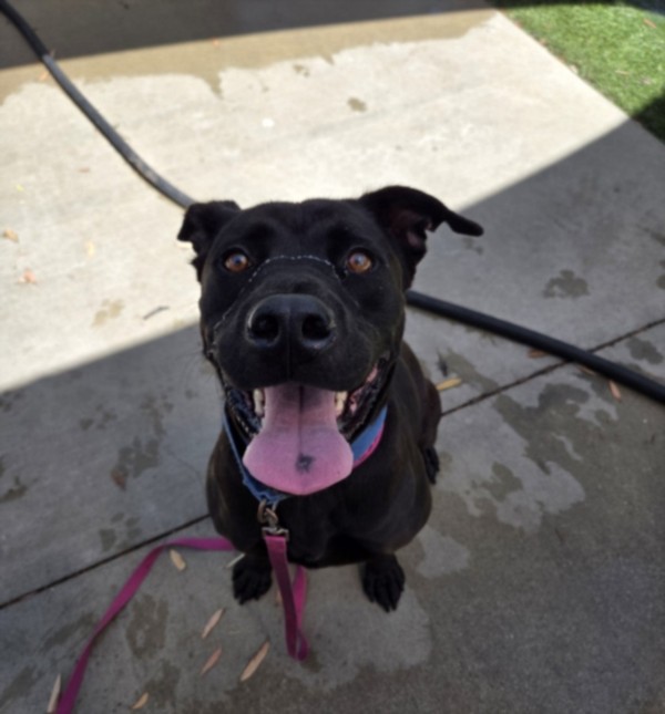 Shelter Stray Male Dog last seen , 1850 W 60th St, Los Angeles, CA 90047, USA