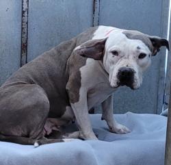 Shelter Stray Female Dog last seen , 1850 W 60th St, Los Angeles, CA 90047, USA