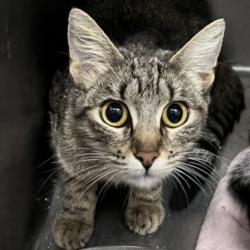 Shelter Stray Female Cat last seen , 1850 W 60th St, Los Angeles, CA 90047, USA