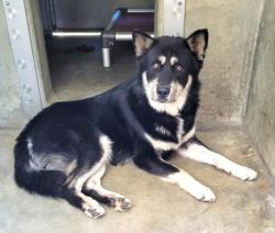 Shelter Stray Male Dog last seen , 1850 W 60th St, Los Angeles, CA 90047, USA