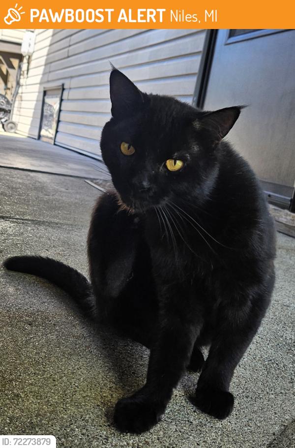 Found/Stray Unknown Cat last seen Oak and 17th st close to dairy Queen, Niles, MI 49120