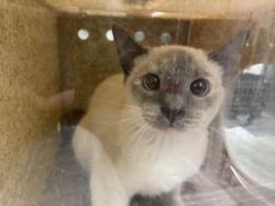 Shelter Stray Male Cat last seen , 1850 W 60th St, Los Angeles, CA 90047, USA