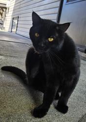 Found/Stray Unknown Cat last seen Oak and 17th st close to dairy Queen, Niles, MI 49120
